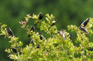 Bobolink_HS6_9144